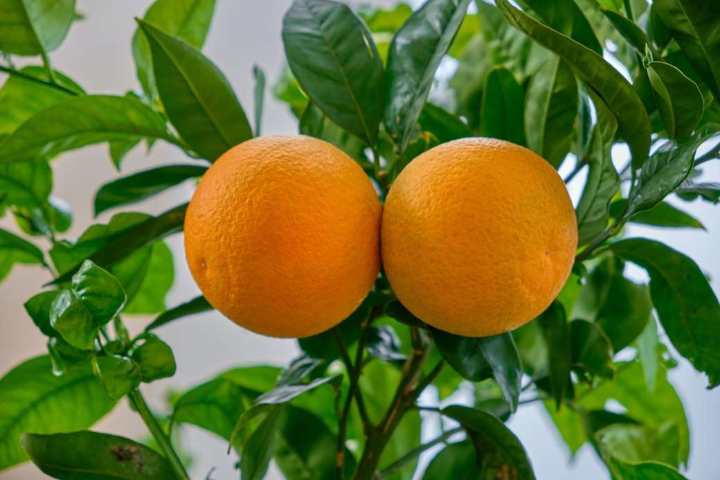 Pomarańcze na drzewie puzzle online