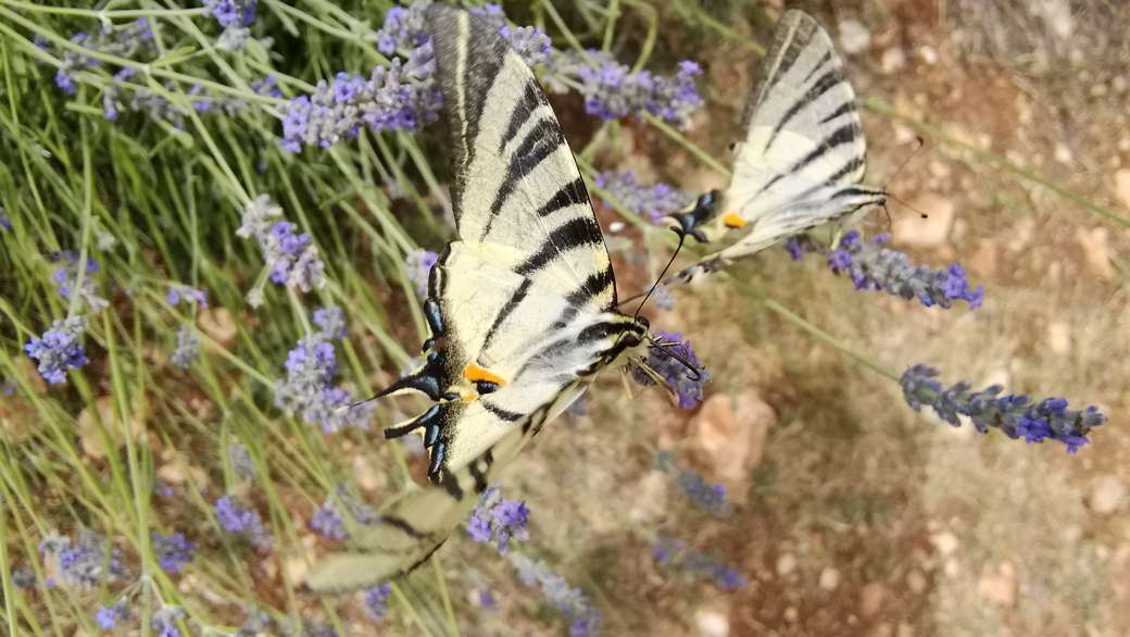 Latające motyle. puzzle online