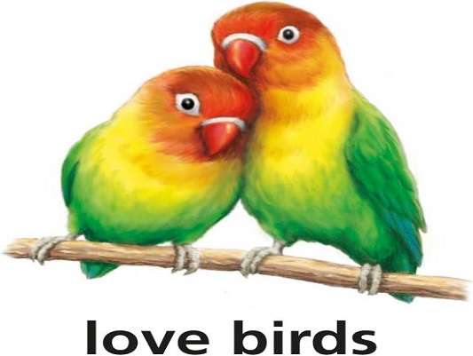 Jestem dla zakochanych ptaków puzzle online