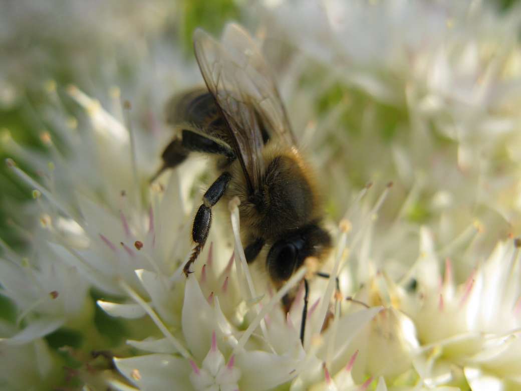 Pszczoła spijająca nektarek puzzle online