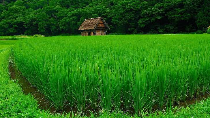 Pole ryżowe, zielone -Natura puzzle online