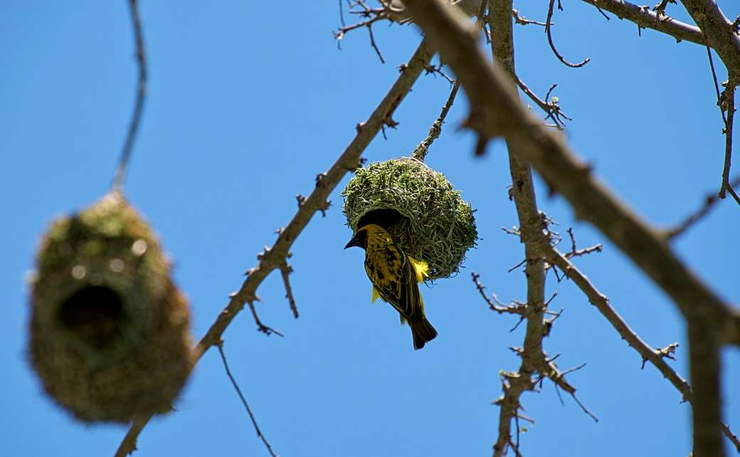 żółty ptak na zielonym gnieździe puzzle online