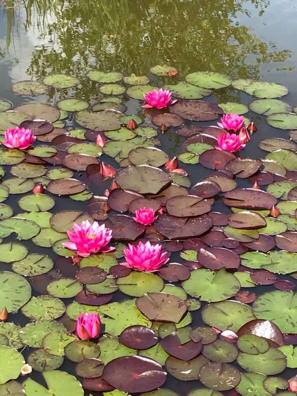 Magiczne lilie wodne puzzle online