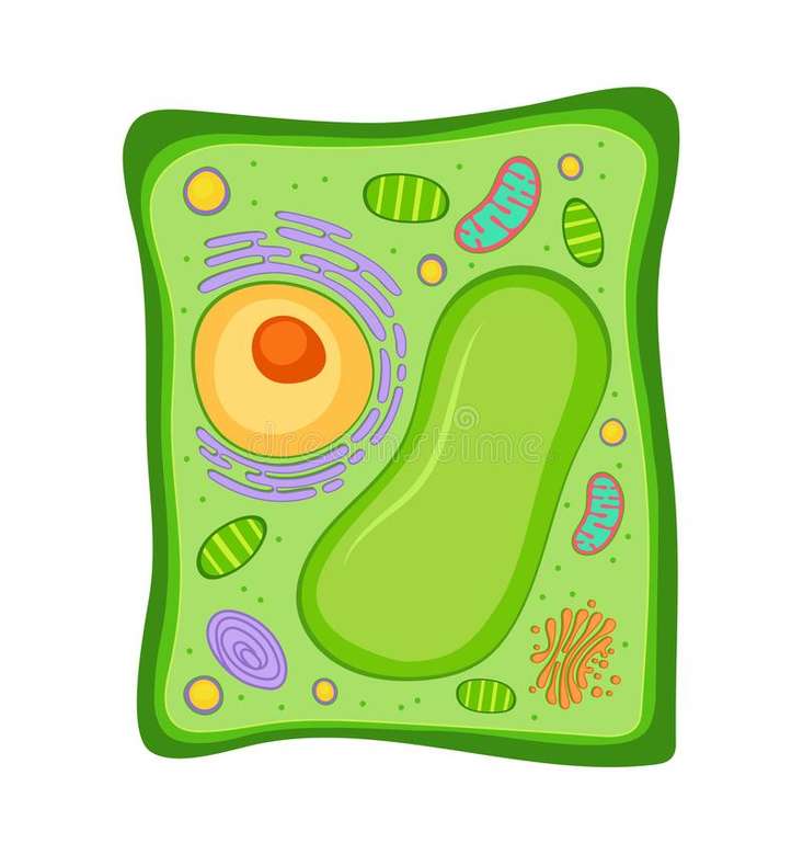 Struktura i funkcja komórki puzzle online