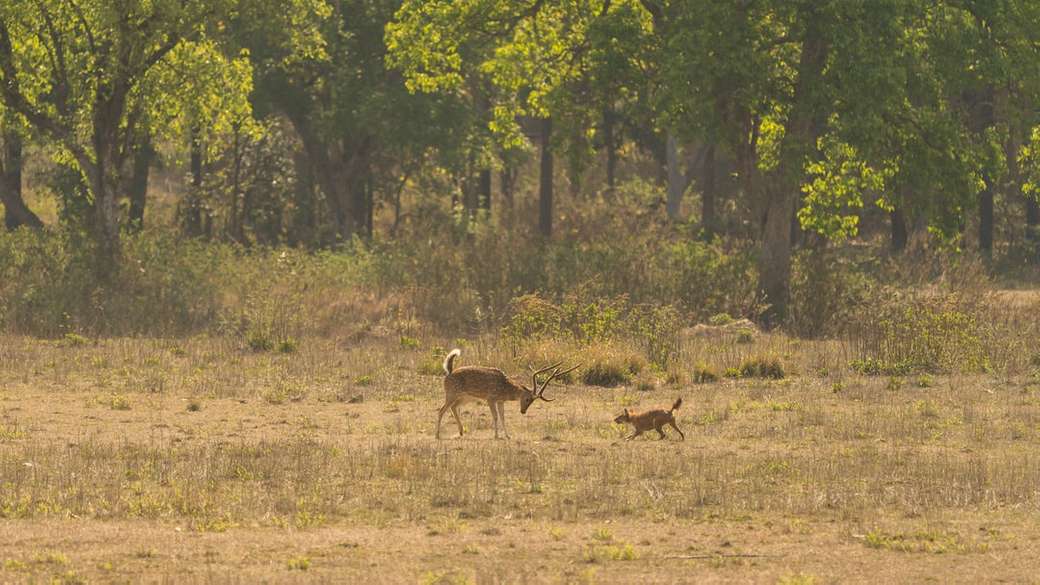 brązowy jeleń na zielonym polu trawy w ciągu dnia puzzle online
