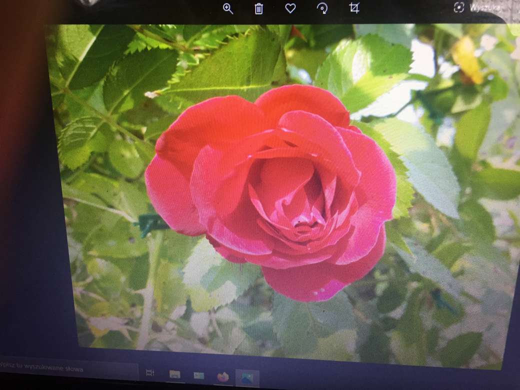 Róża czerwona puzzle online