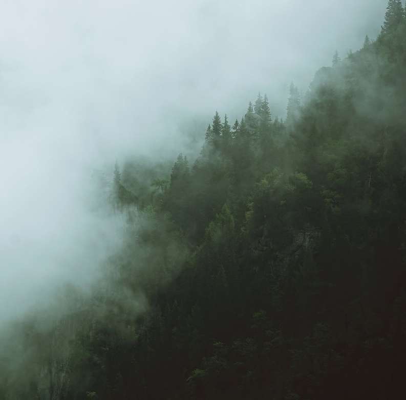 las pokryty białą mgłą puzzle online
