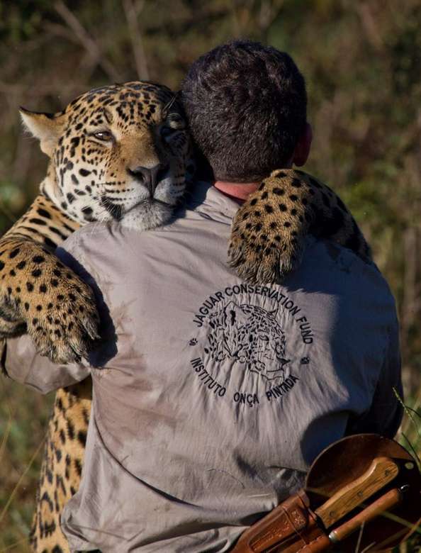 Biolodzy walczą o zachowanie jaguara puzzle online