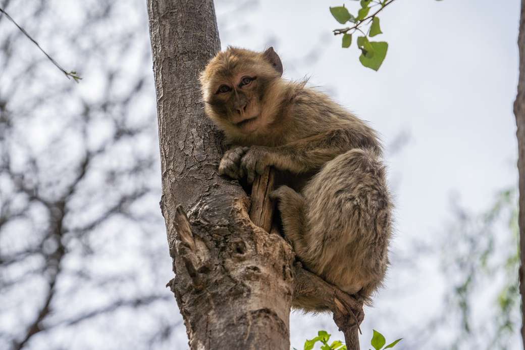 brązowa małpa na drzewie puzzle online