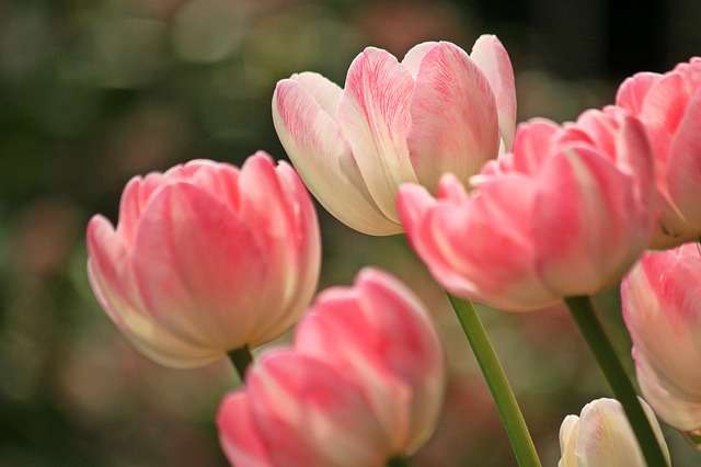 wiosenne tulipany puzzle online