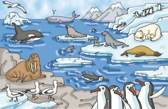 Zwierzęta arktyczne puzzle online