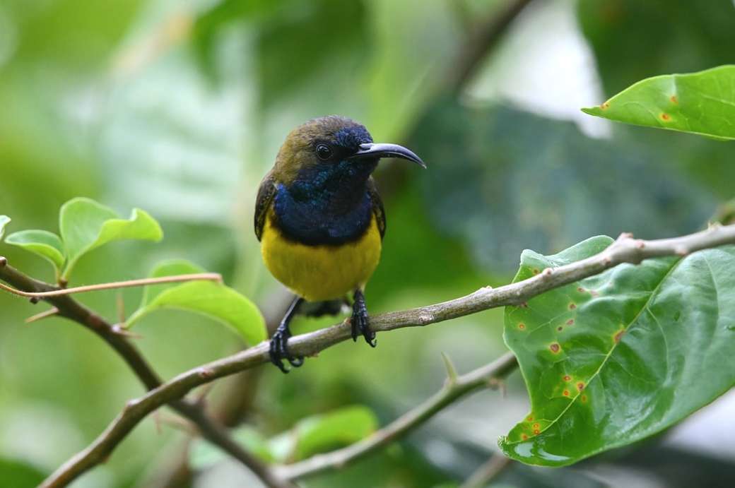 żółty i czarny ptak na gałęzi drzewa puzzle online