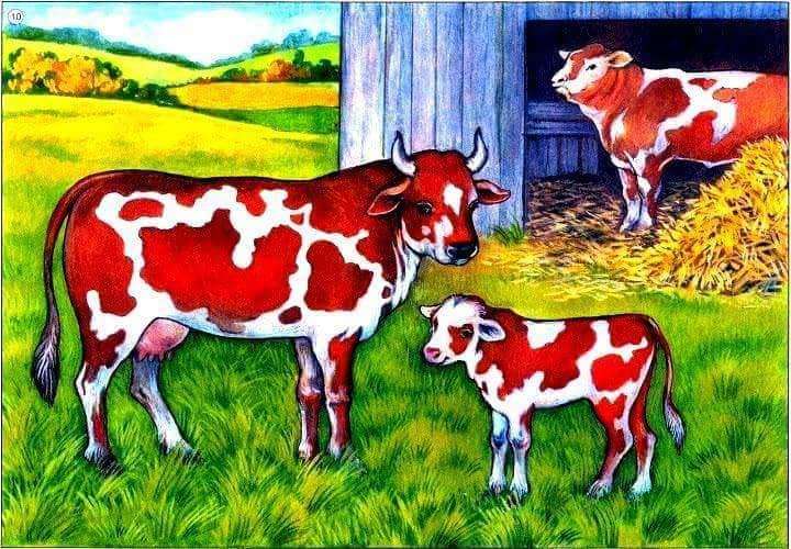 Krowa i jej rodzina. puzzle online