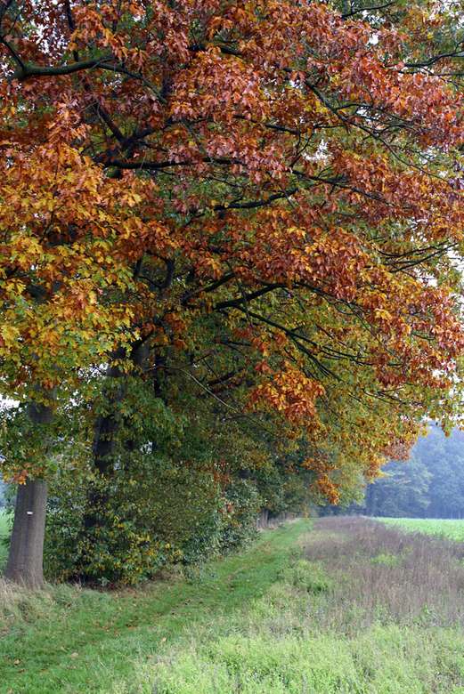 Zdjęcia jesiennych drzew puzzle online