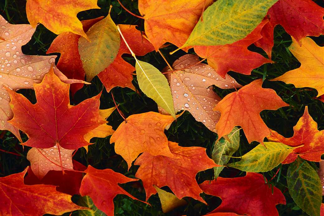 Zdjęcie kolorowych liści jesienią puzzle online