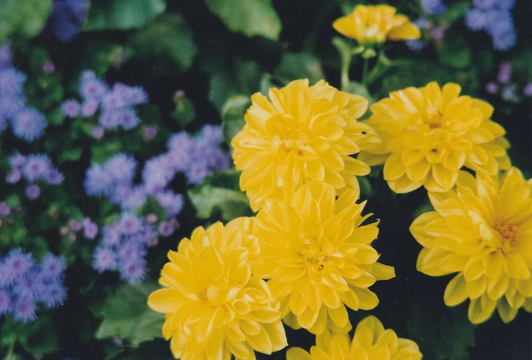 Flores amarelas e azuis quebra-cabeça