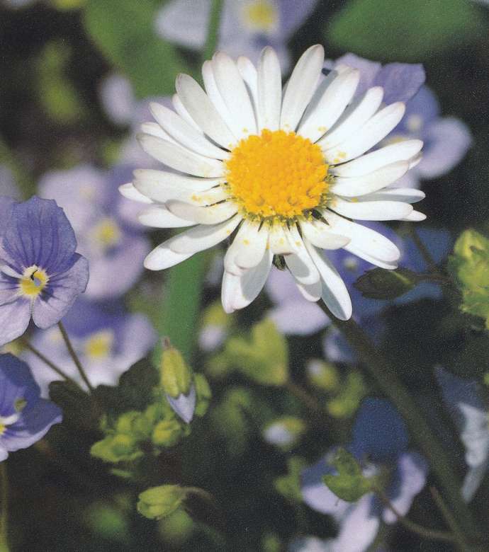 Stokrotka z niebieskimi kwiatami puzzle online