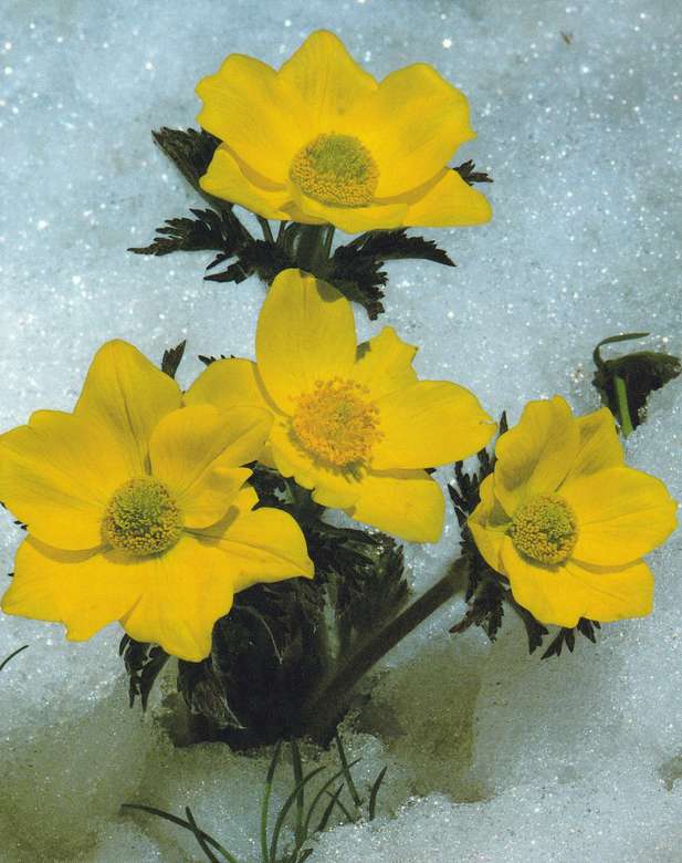 Kwiaty w śniegu puzzle online