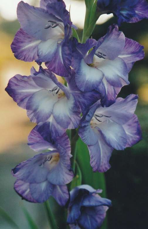 Blauwe gladiolen. legpuzzel