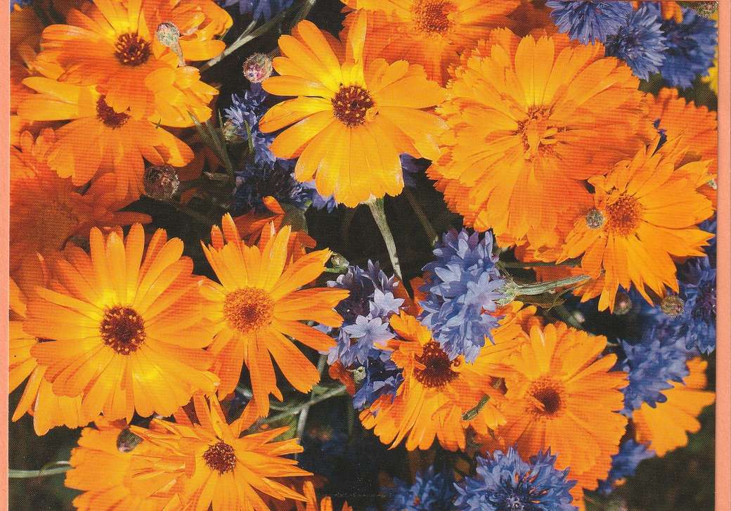 Kwiaty pomarańczowo-niebieskie puzzle online