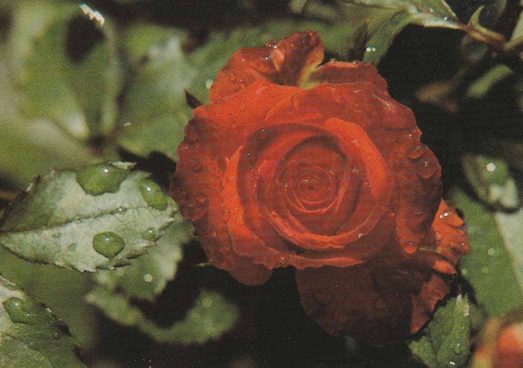 vörös rózsa kirakós