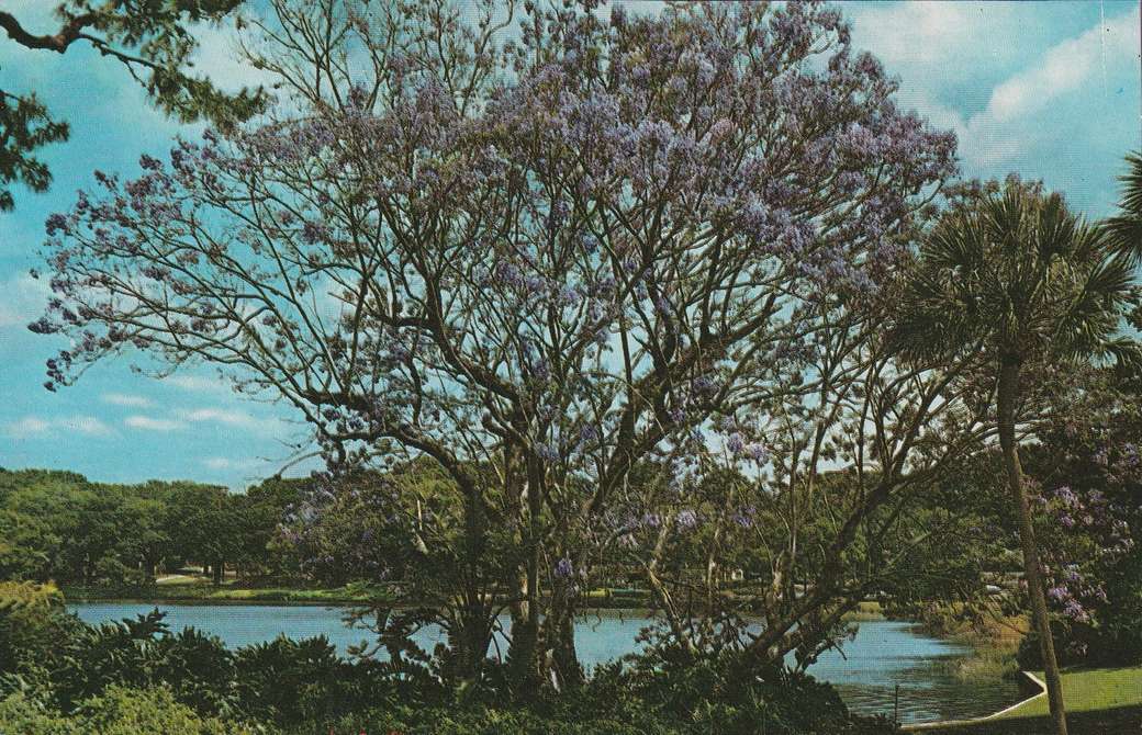 Drzewo kwitnące na Florydzie puzzle online