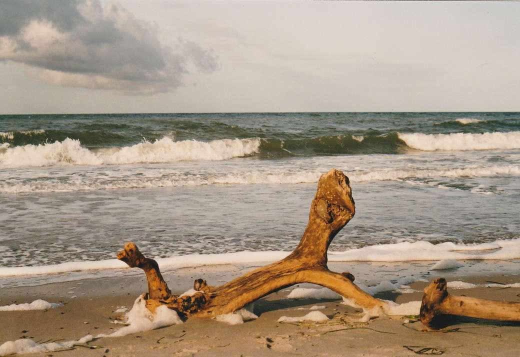 Plaża Darss nad Morzem Bałtyckim puzzle online