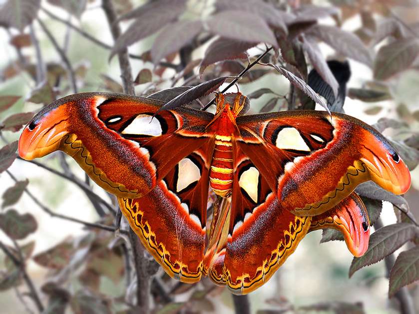 Motylki... puzzle online