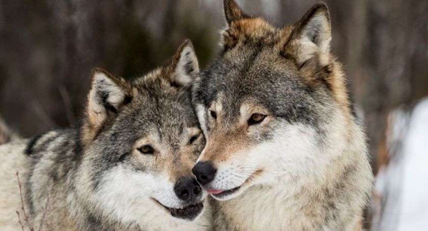 Vargar underbara djur pussel