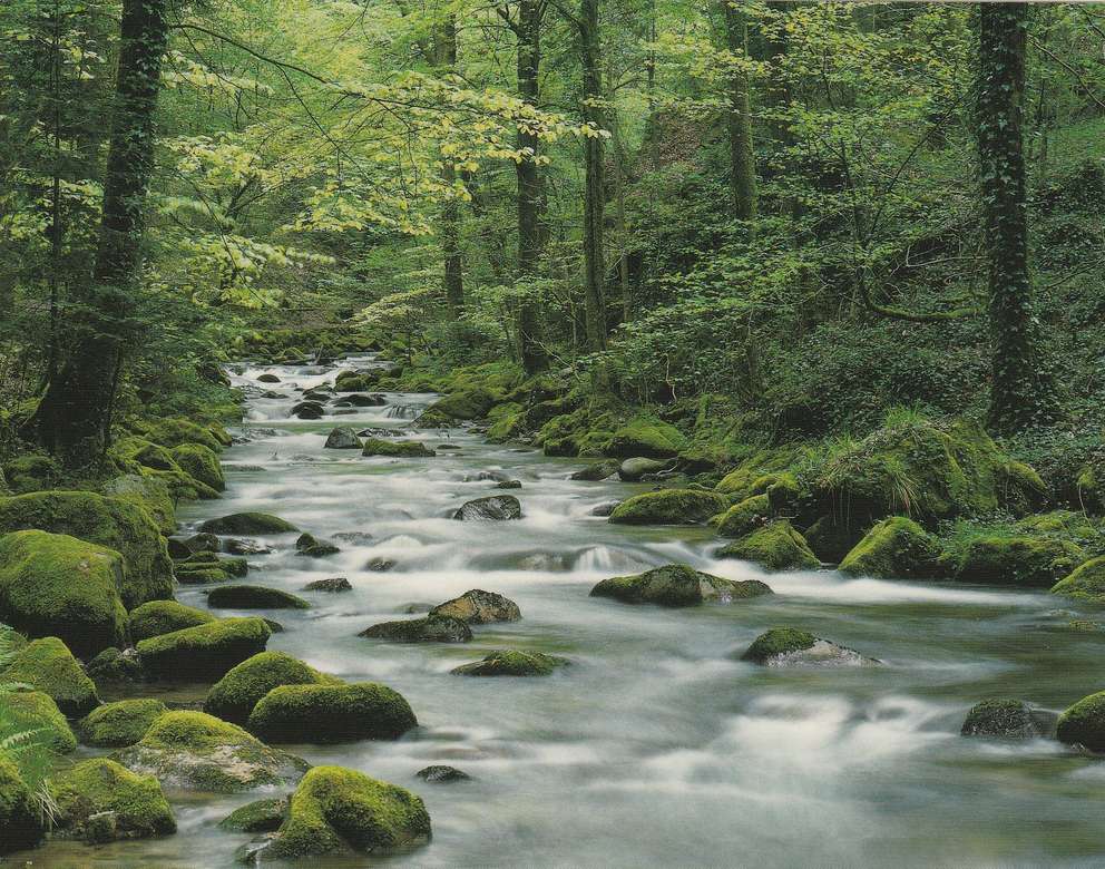 Spokojnie płynący leśny strumień puzzle online