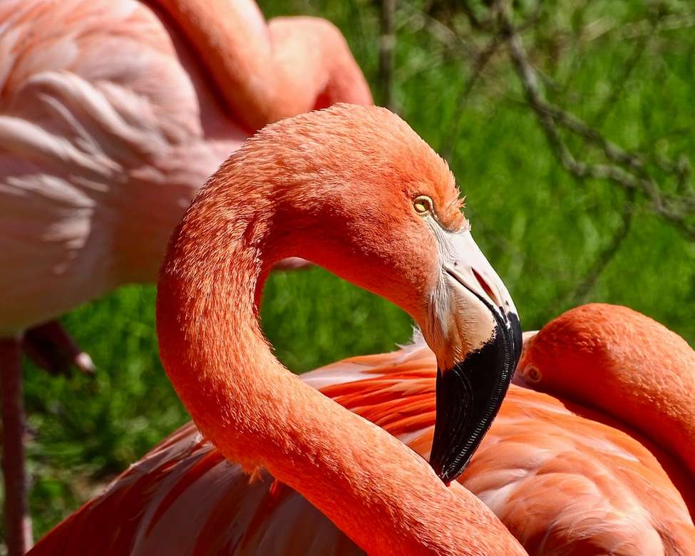pomarańczowe flamingi puzzle online