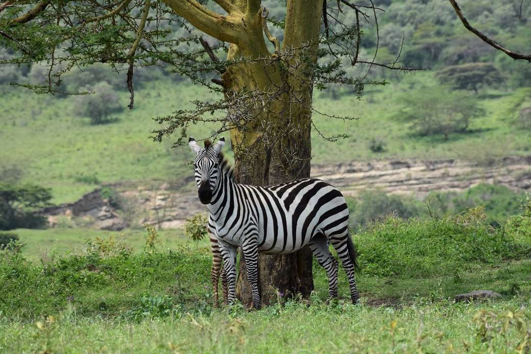zebra stojąca w pobliżu drzewa w ciągu dnia puzzle online