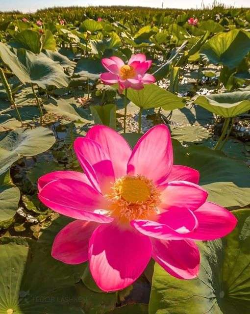 różowe lilie wodne puzzle online