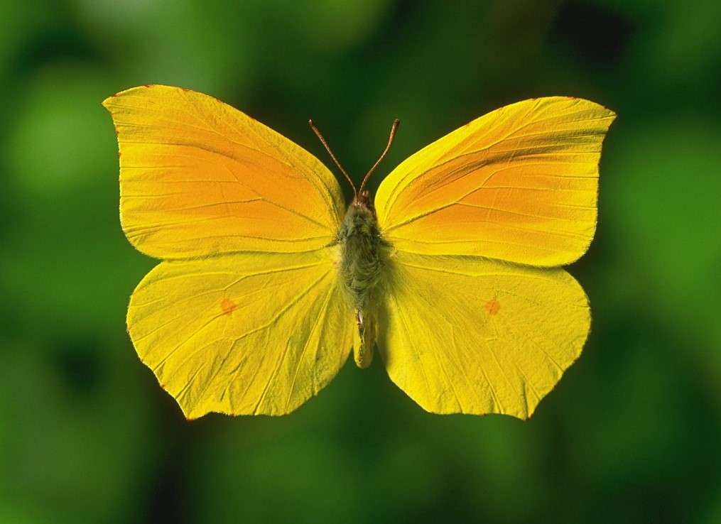 Żółty motyl puzzle online