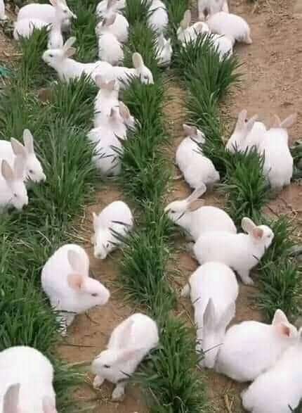 króliki w trawie puzzle online