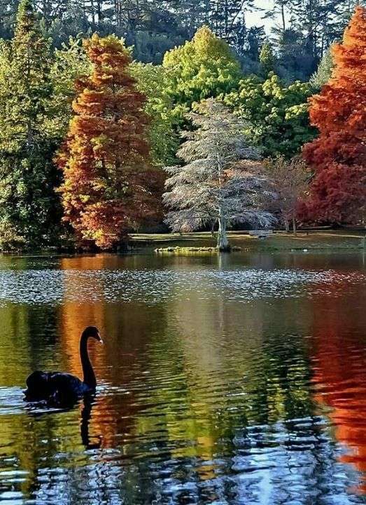 Kolory jesieni. puzzle online