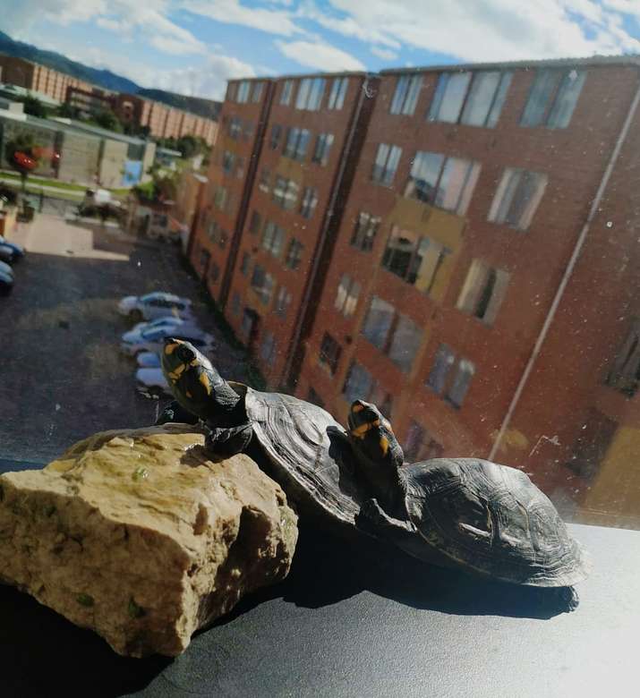 opalanie się żółwia puzzle online