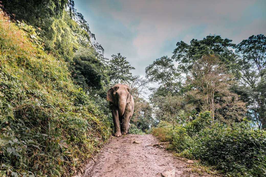 brązowy słoń idący na środku chodnika obok drzewa puzzle online
