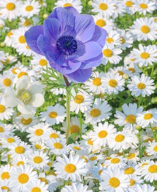 białe stokrotki i niebieski kwiat puzzle online