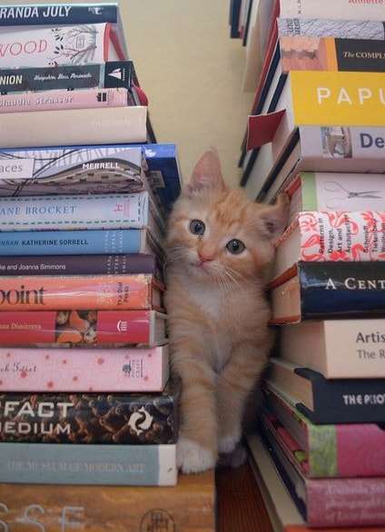 mały kotek i książki puzzle online