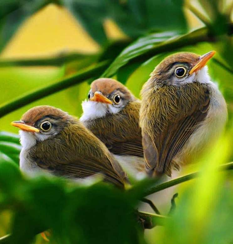 piękne ptasie trio Pozdrawia was wszystkich puzzle online