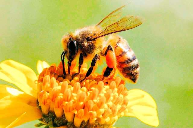 Pszczoły zbierają pyłek puzzle online