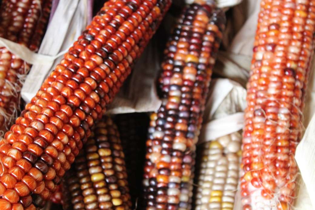 Zbliżenie indyjskiej kukurydzy puzzle online