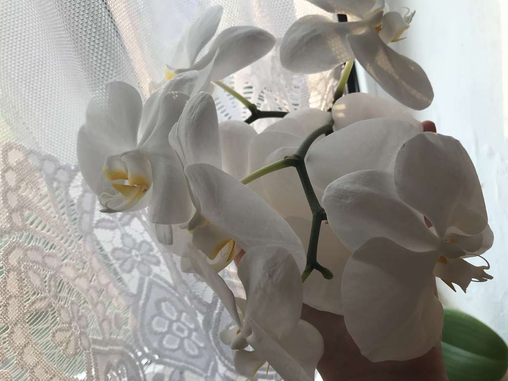 orchidea puzzle online