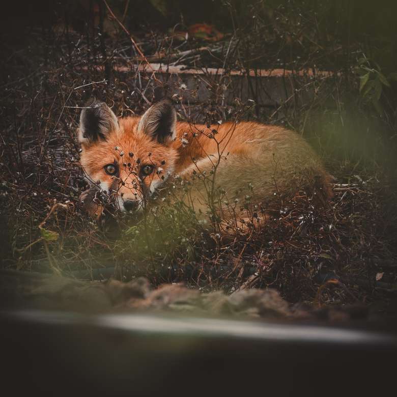 brązowy lis leżący na ziemi puzzle online