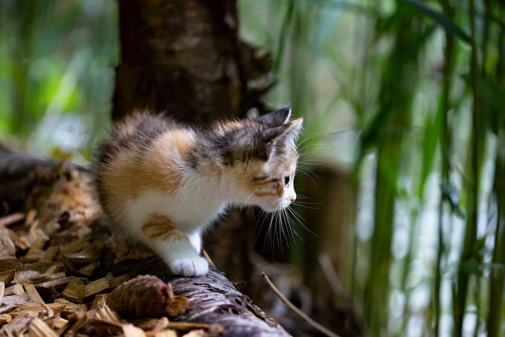 wspaniały młody kot w lesie puzzle online