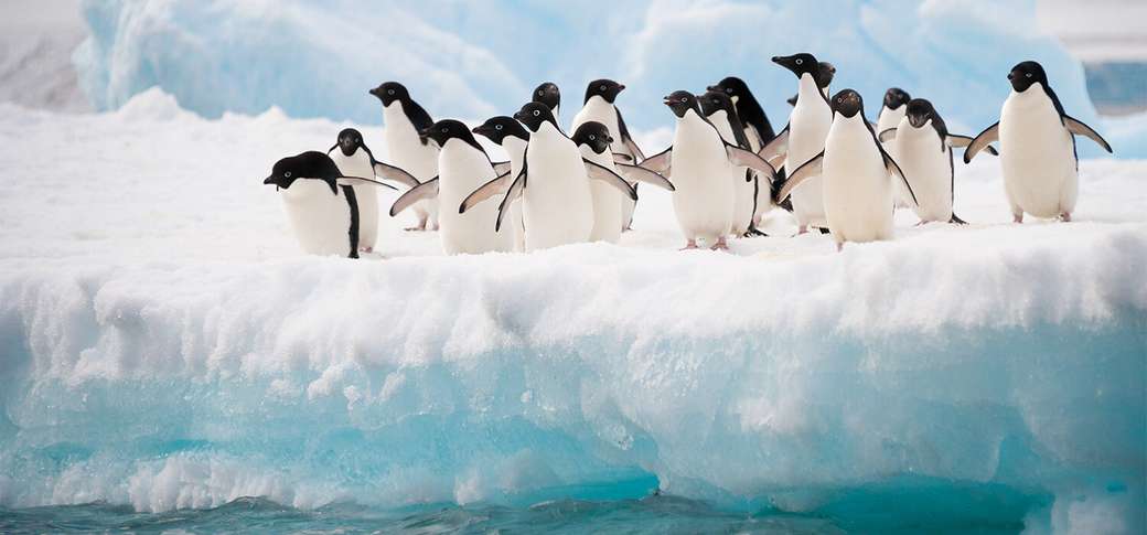 Banda 19 pingwinów puzzle online