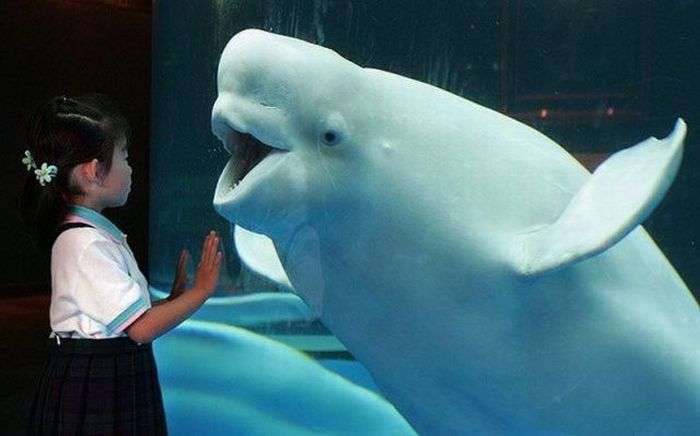 Wieloryb daje dziecku buziaka puzzle online