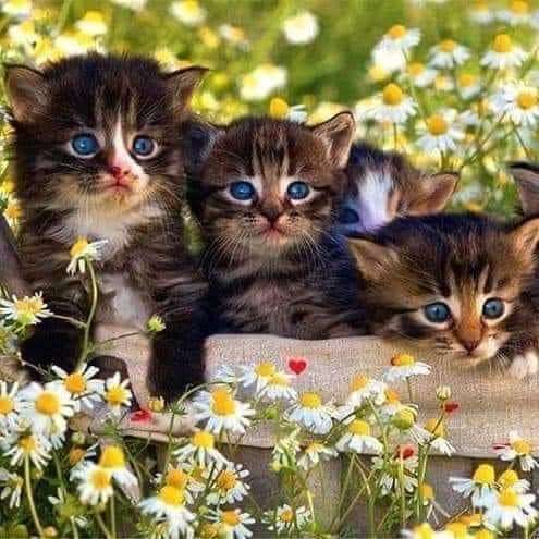 Kocie trio o pięknych oczach wypoczywa puzzle online