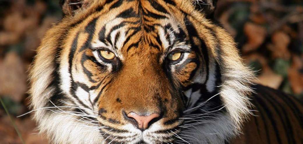 Tygrys czeka puzzle online
